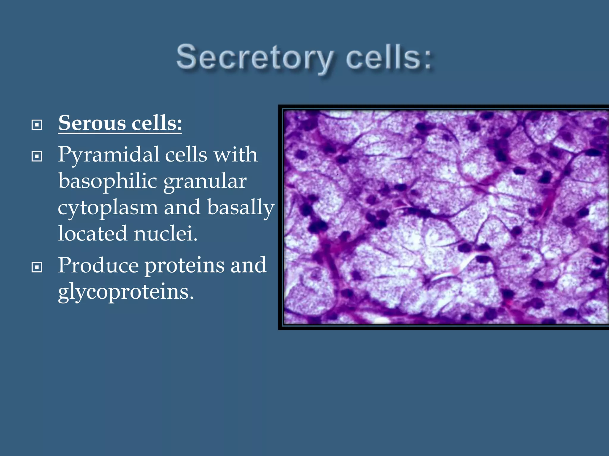 Salivary Gland Structure And Function Ppt