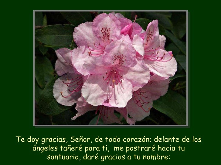 Resultado de imagen para Delante de los ángeles tañeré para ti, Señor Te doy gracias, Señor, de todo corazón; delante de los ángeles tañeré para ti,