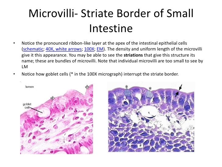 Samantha Blum histo study guide 1