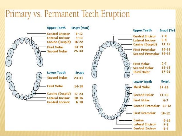 tooth eruption chart