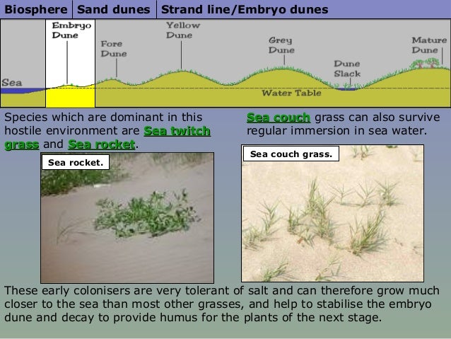 sand dunes do how long form
