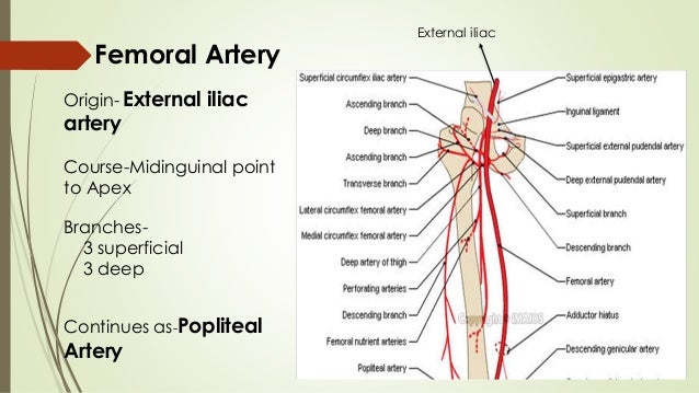 femoral triangle