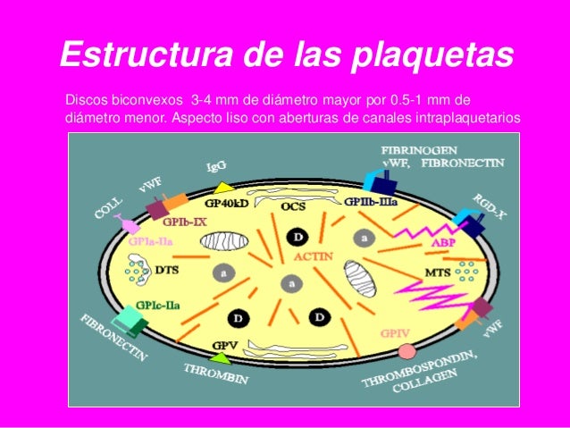 A Que Nivel De Organizacion Pertenece Las Plaquetas