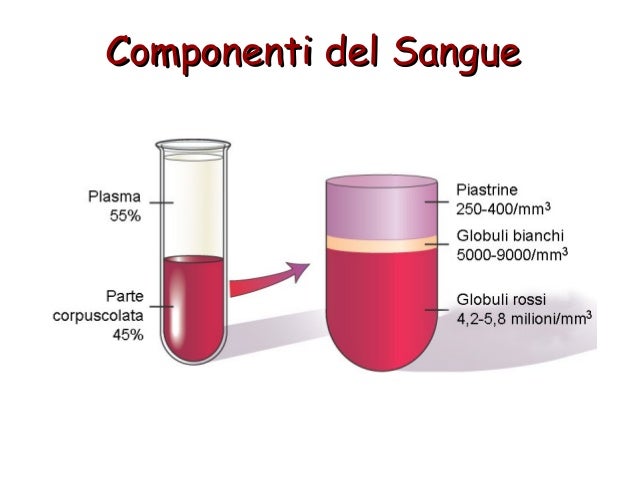 Da Cosa è Formato Il Sangue Sangue