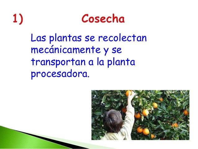 Santi desafio circuito productivo de la naranja