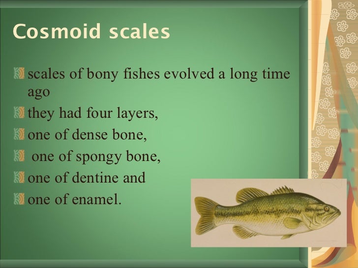 Scales