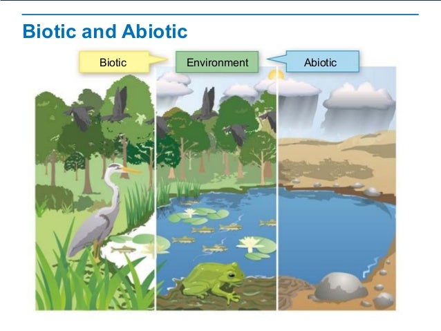 One example of the interaction between abiotic and biotic factors is with p...