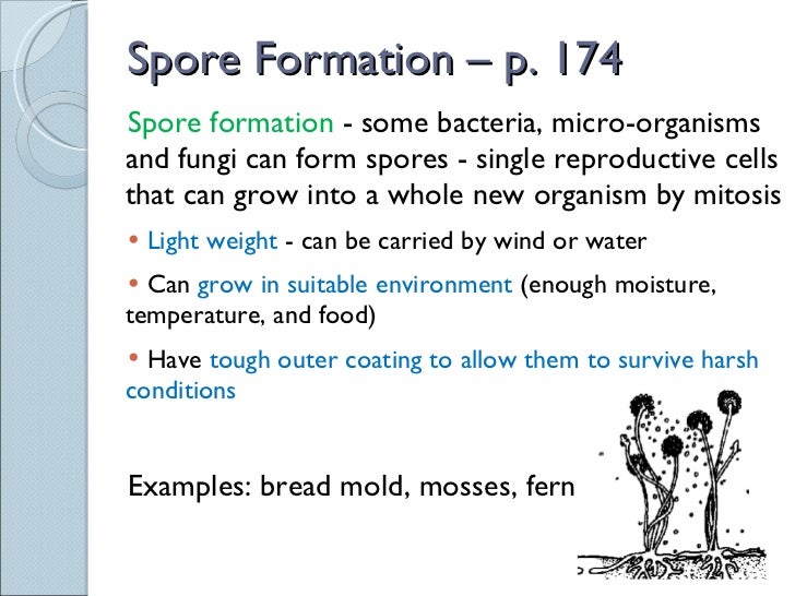 spore formation asexual reproduction spore formation asexual reproduction