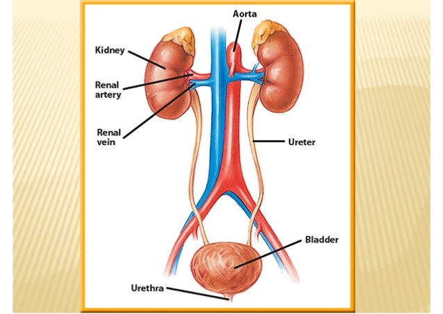 Resultado de imagen de excretory system