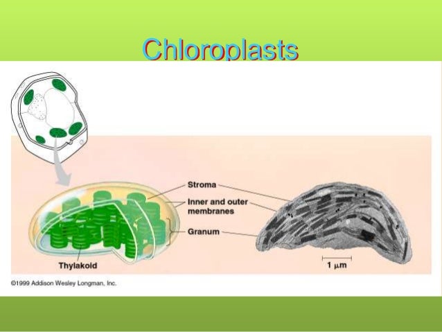 fundamental unit of life Cbse class 9 biology worksheet - fundamental unit of life, download pdf worksheet for biology and ncert solutions classes 1, 2, 3, 4, 5, 6, 7, 8, 9, 10, 11, 12. fundamental unit of life Cbse class 9 biology worksheet - fundamental unit of life, download pdf worksheet for biology and ncert solutions classes 1, 2, 3, 4, 5, 6, 7, 8, 9, 10, 11, 12.
