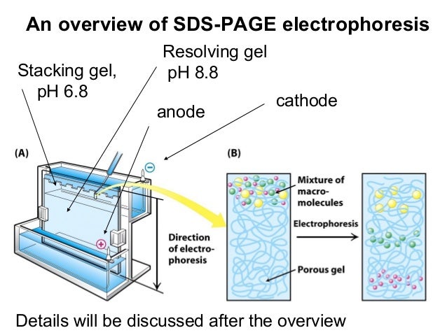 sds gel electrophoresis