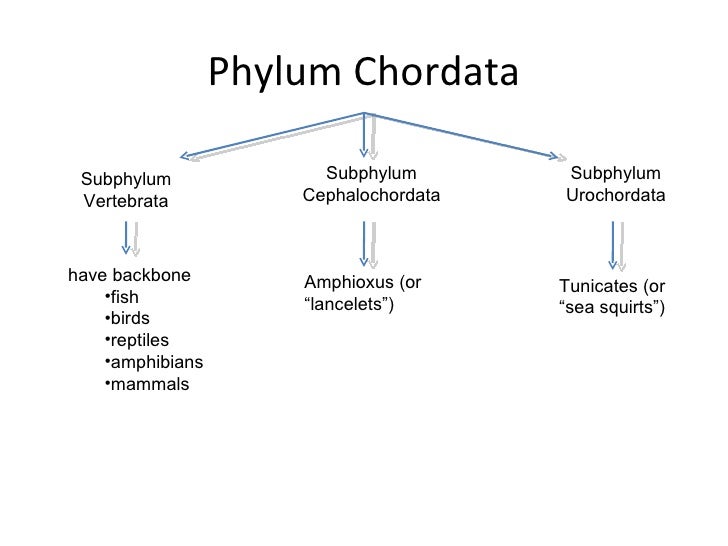 Vertebrate Phyla Chart