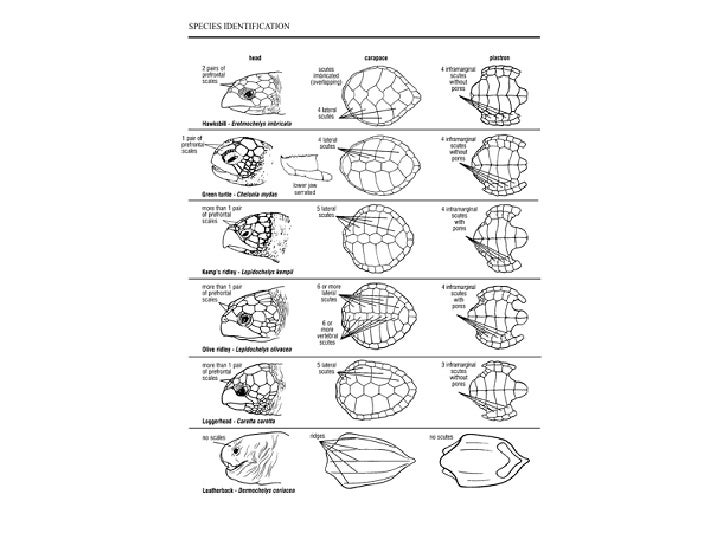 Sea turtles powerpoint