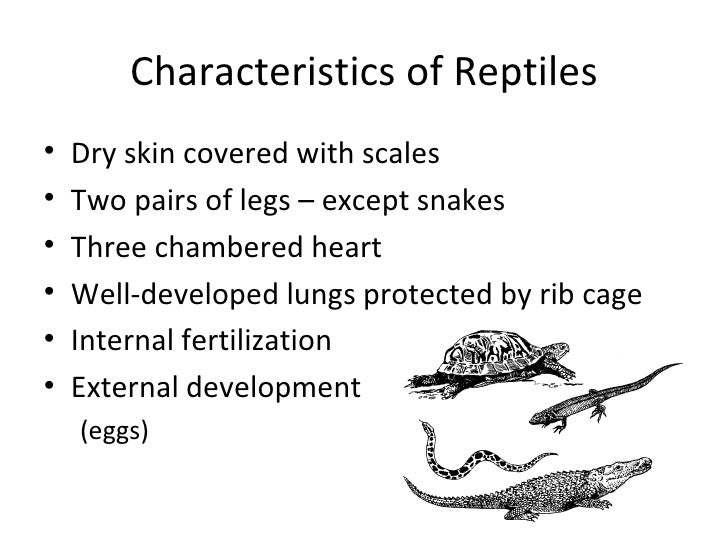 Sea turtles powerpoint