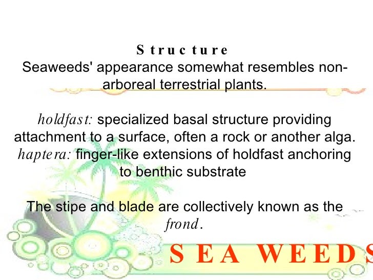 Seaweeds