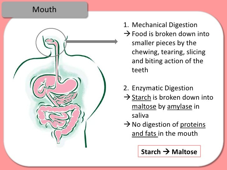 Digestion, Absorption and Enzymes