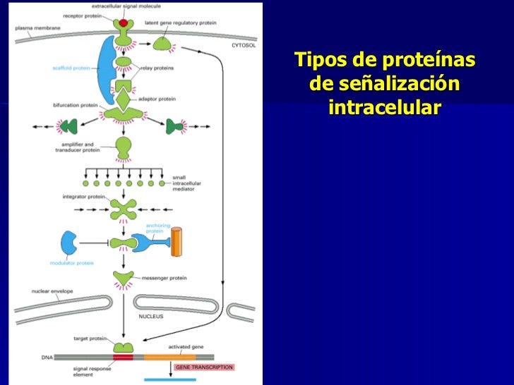 Senalizacion Intracelular Haroldo Villarroel