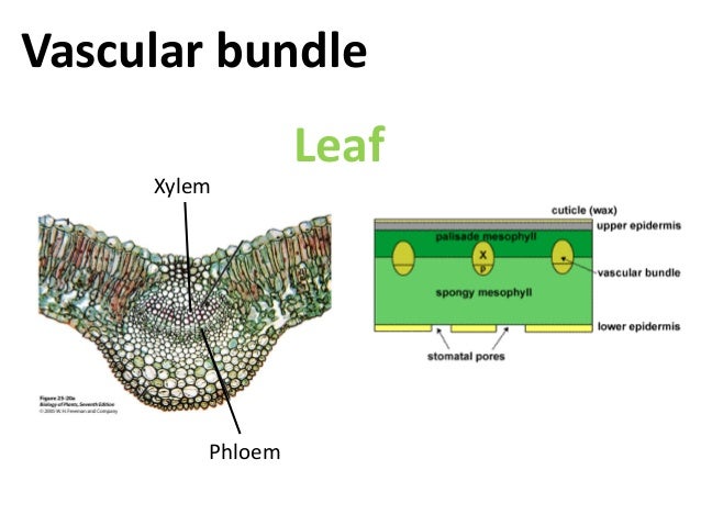 BBC Bitesize GCSE Biology Transport in plants Revision 2