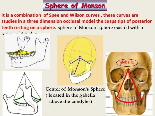 Mandible at Different Ages - Dentition