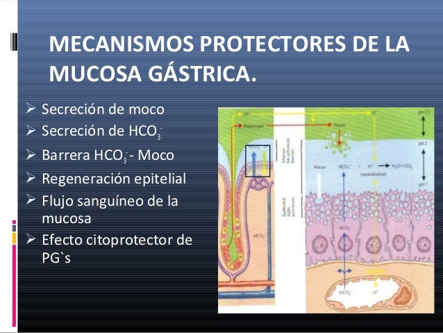 Mecanismo De Accion De Los Protectores De La Mucosa Gastrica