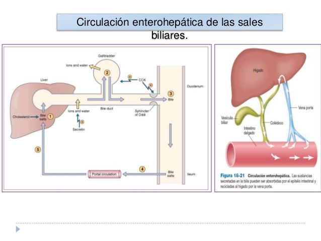 Secrecion biliar
