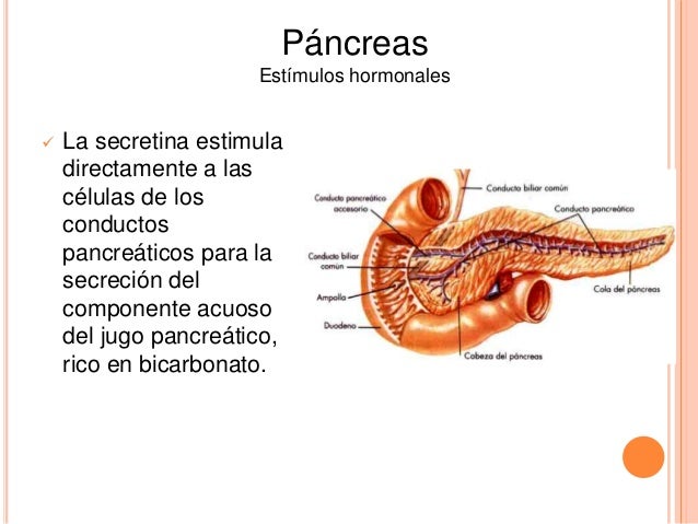 Secreciones gastrointestinales
