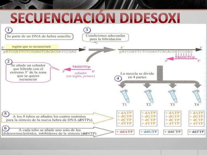 Secuenciación de Didesoxi de DNA
