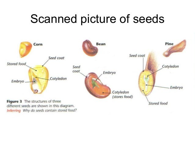 Where Is Plant Food Stored Where Is Plant Food Stored
