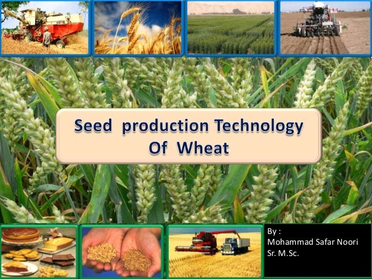 Seed production technology of wheat