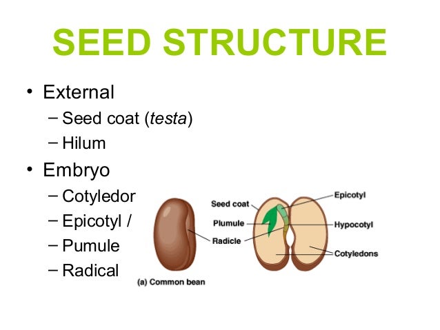 What And Where Is The Cotyledon Of A Bean Seed  And Would