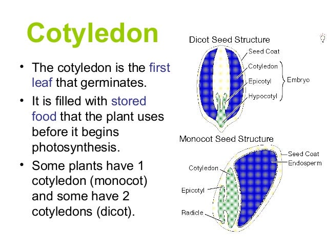 seed structure seed structure