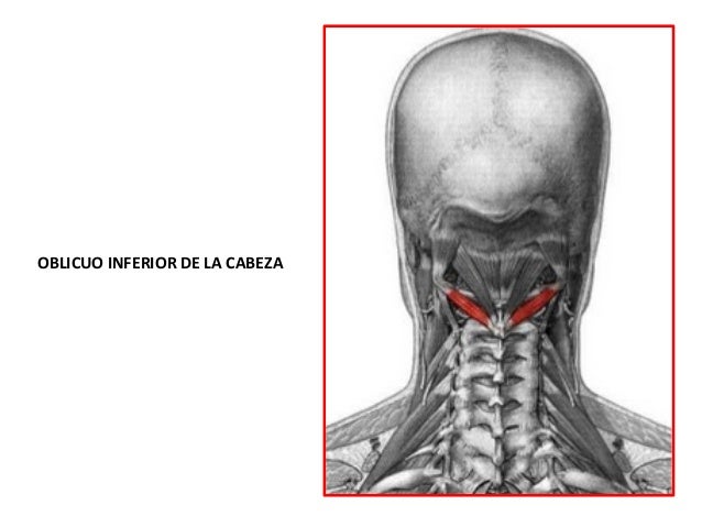 Segmento ii- -anatomía-del-cuello-triángulos
