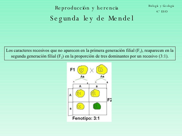 LEY DE MENDEL ley de mendel: