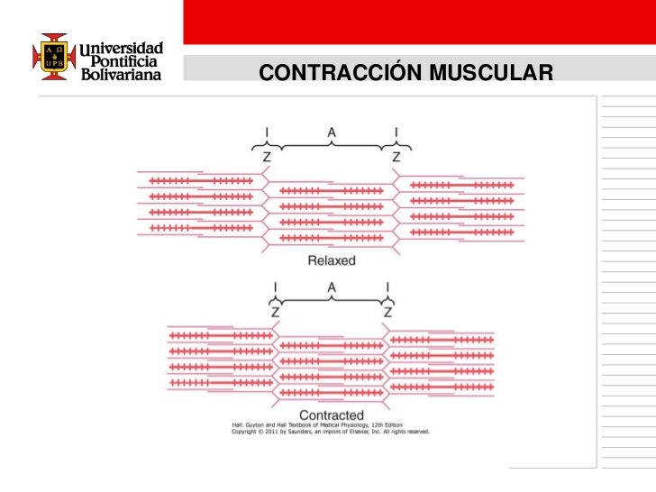 cadenas musculares espiral segundos mensajeros y fisiologia muscular cadenas musculares espiral segundos mensajeros y fisiologia muscular
