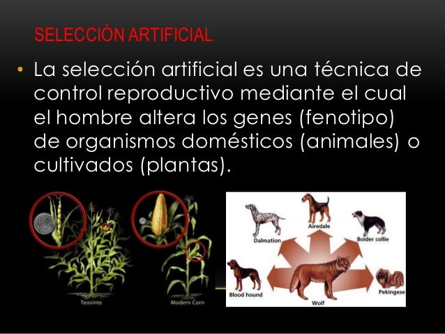 Seleccion natural y seleccion artificial
