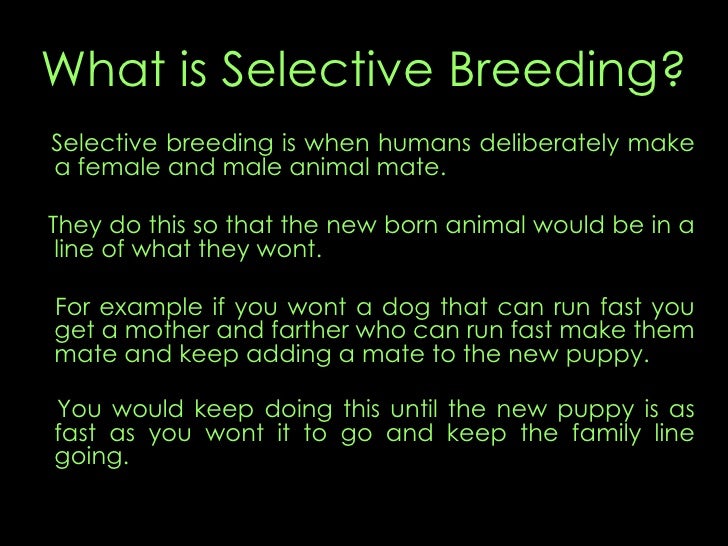 Selective Breeding Dogs Selective Breeding Dogs