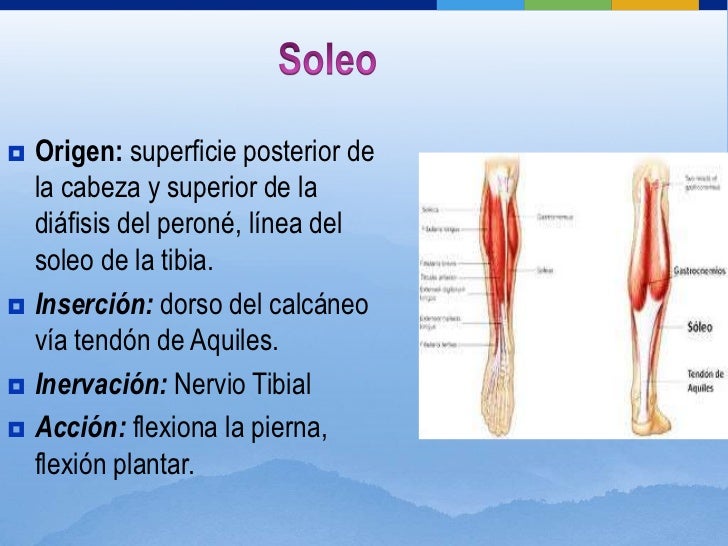 Musculos de la Pierna