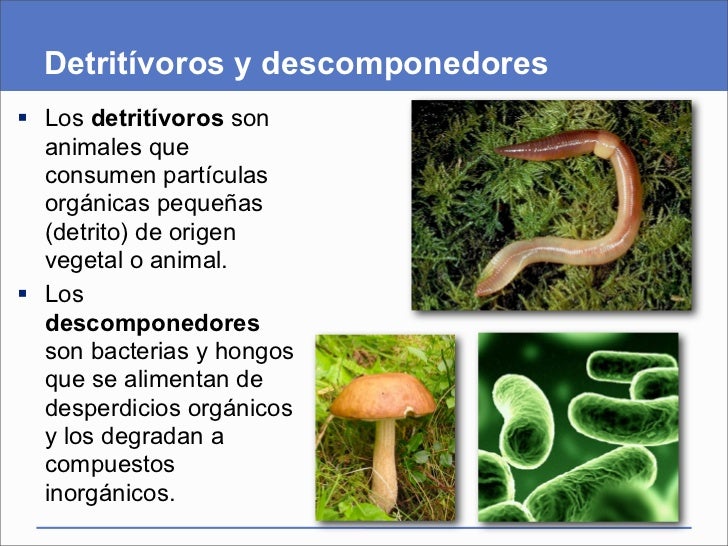 Imágenes de animales con descomponedores - Imagui