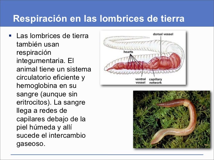Las lombrices del nombre de todos