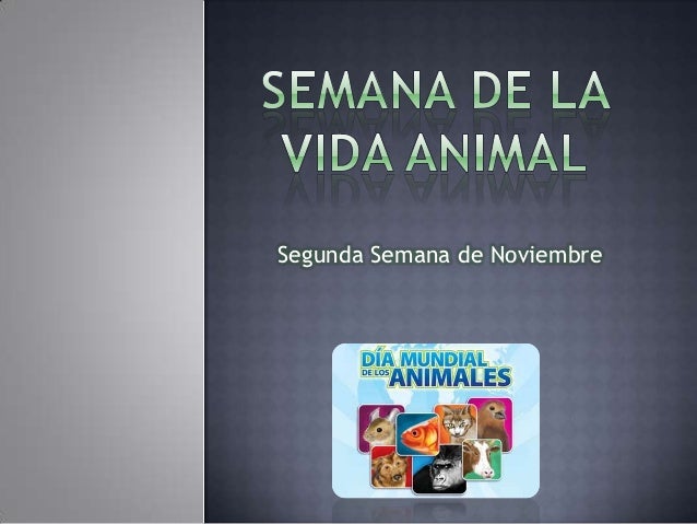 2DA SEMANA DE NOVIEMBRE SEMANA DE LA VIDA ANIMAL 2da semana de noviembre semana de la vida animal: