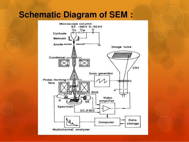 sem microscopy