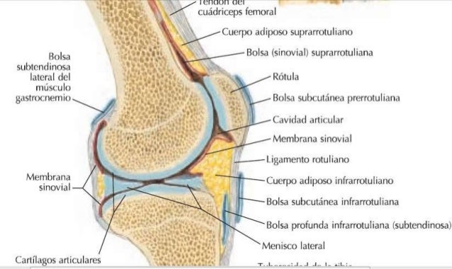 Articulacion de la rodilla