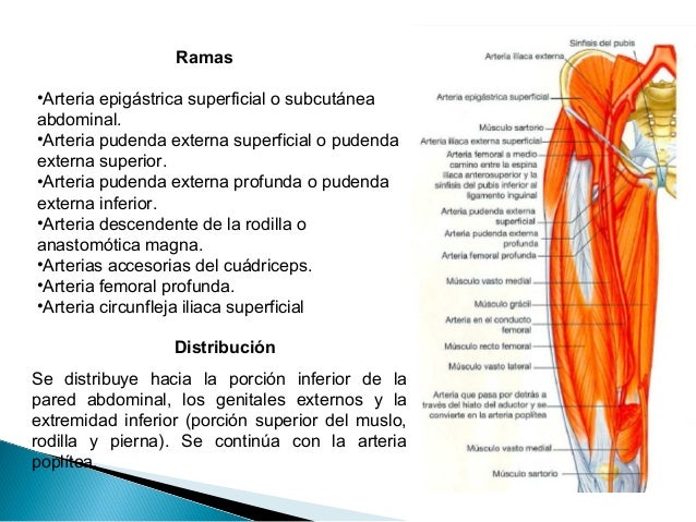 Musculos, arteria y nervio del muslo (Femur)