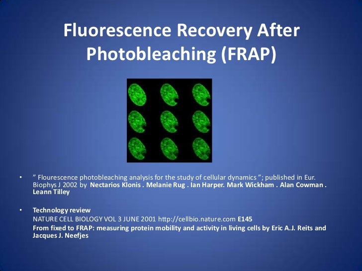 Fluorescence recovery after photo bleaching
