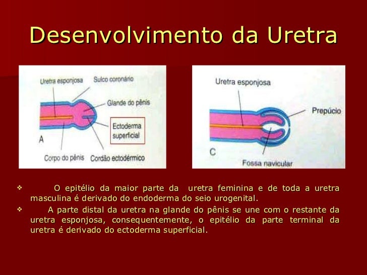 Slides do Sistema Urogenital