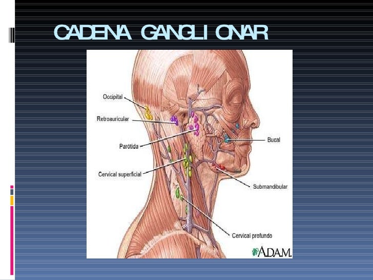 cadena ganglionar del cuello exploracion semio cuello cadena ganglionar del cuello exploracion semio cuello