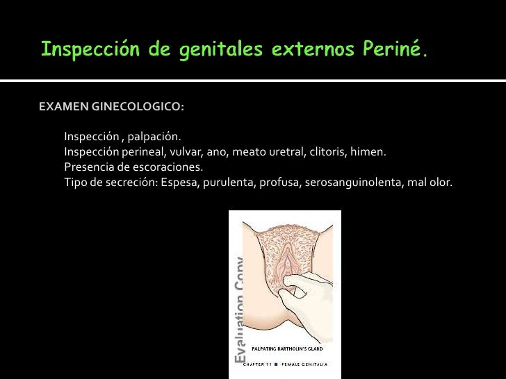 EXAMEN GINECOLOGICO: Inspección , palpación. Inspección perineal, vulvar, ano, meato uretral, clitoris, himen. Prese...