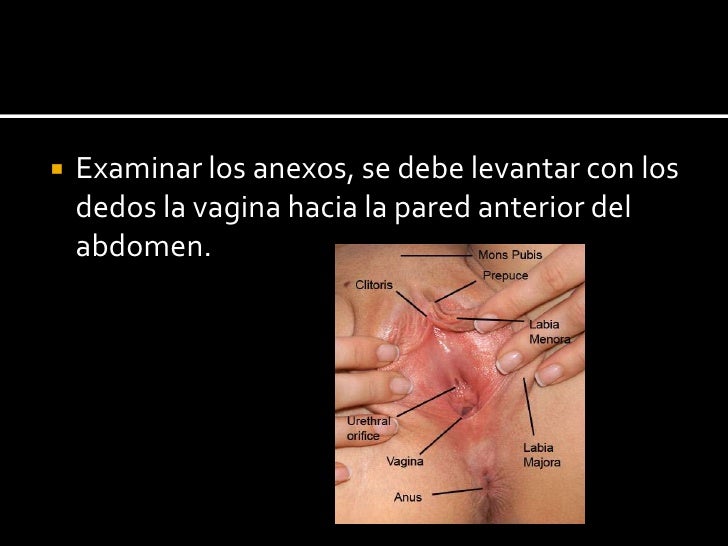  Examinar los anexos, se debe levantar con los dedos la vagina hacia la pared anterior del abdomen.