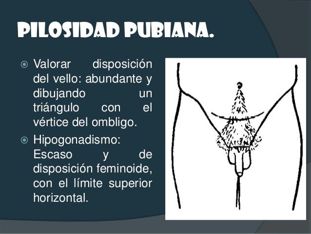 ESCROTO.   Bolsa musculocutánea que contiene los    testículos,  epidídimo   y    cordón    es...