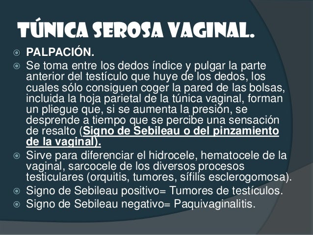 EPIDÍDIMO Y TESTÍCULO. PALPACIÓN DEL EPIDÍDIMO: Técnica de Chevassu: El test&#xED...